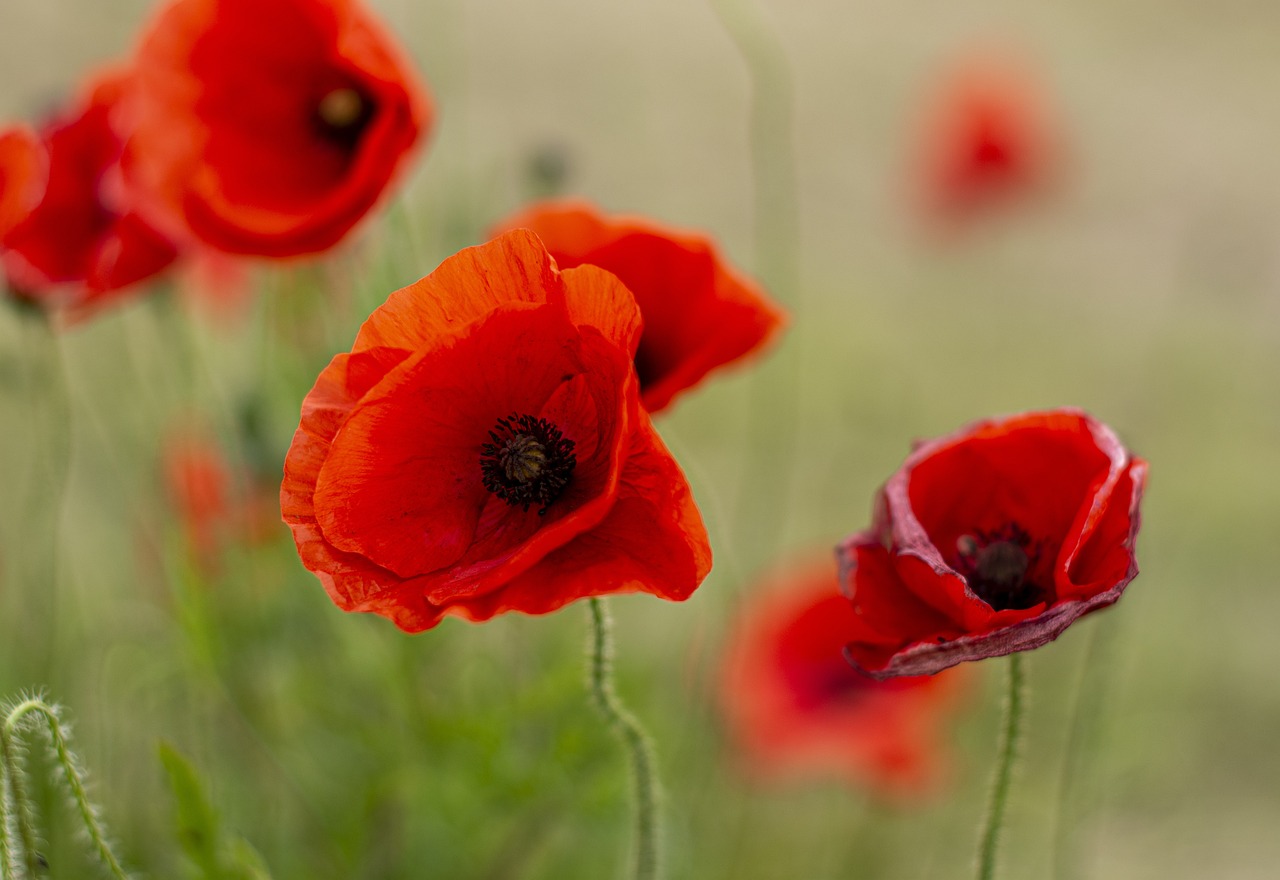 remembrance day, poppies, red