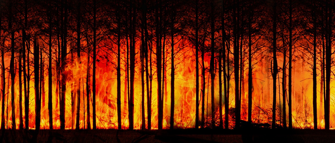 forest fire, forest, climate change-3836834.jpg