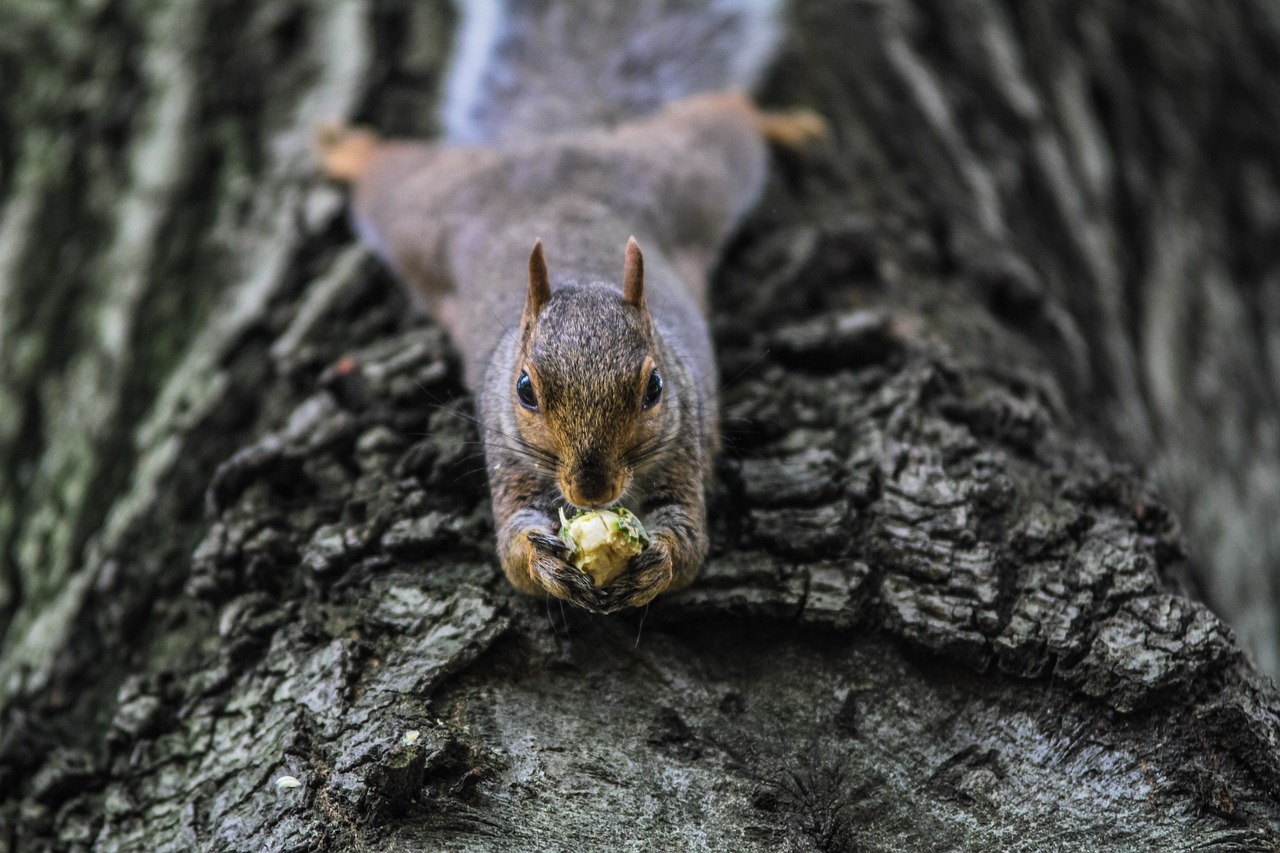 squirrel, tree, rodent-1842152.jpg